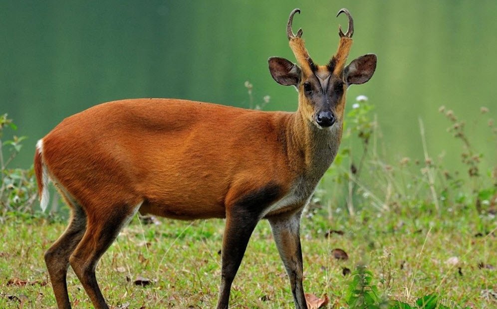 Mussoorie Wildlife Sanctuary, Dehradun, Uttarakhand - Vushii.com Mussoorie Wildlife Sanctuary, Dehradun, Uttarakhand - Vushii.com